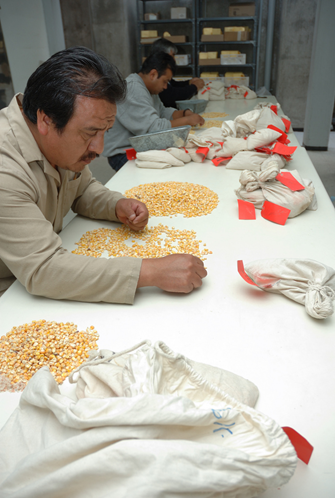 maize1 » Seeds of Discovery