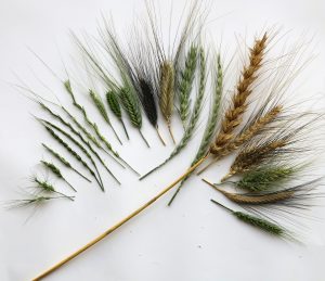 img_2334-wheat-diversity-species-fan-id