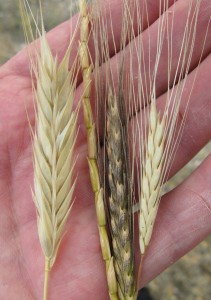Ancestros del trigo moderno (der) comparados con una espiga de trigo moderno (izq). 