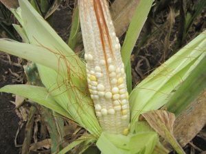 A maize ear with shriveled kernels that are poorly filled, a major side effect of TSC that reduces farmer's tields. 